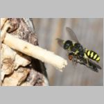 Ectemnius cavifrons oder ruficornis - Grabwespe w09a 11mm beim Nesteintrag - Platycheirus albimanus - Schwebfliege .jpg